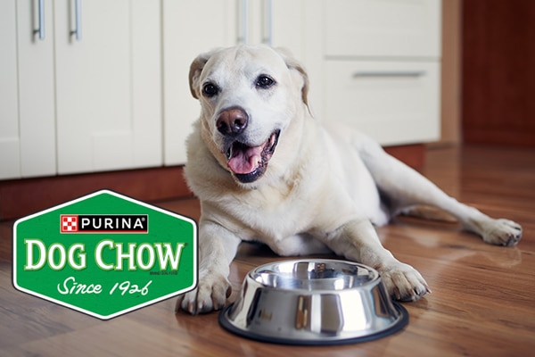 dog with empty dish